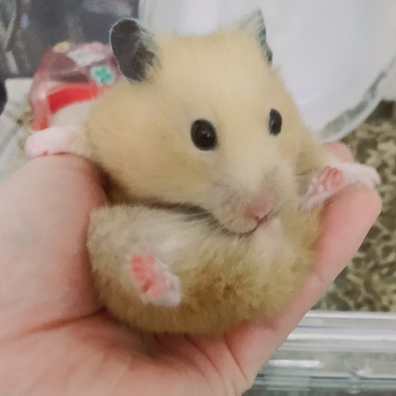 イイ　シホ
