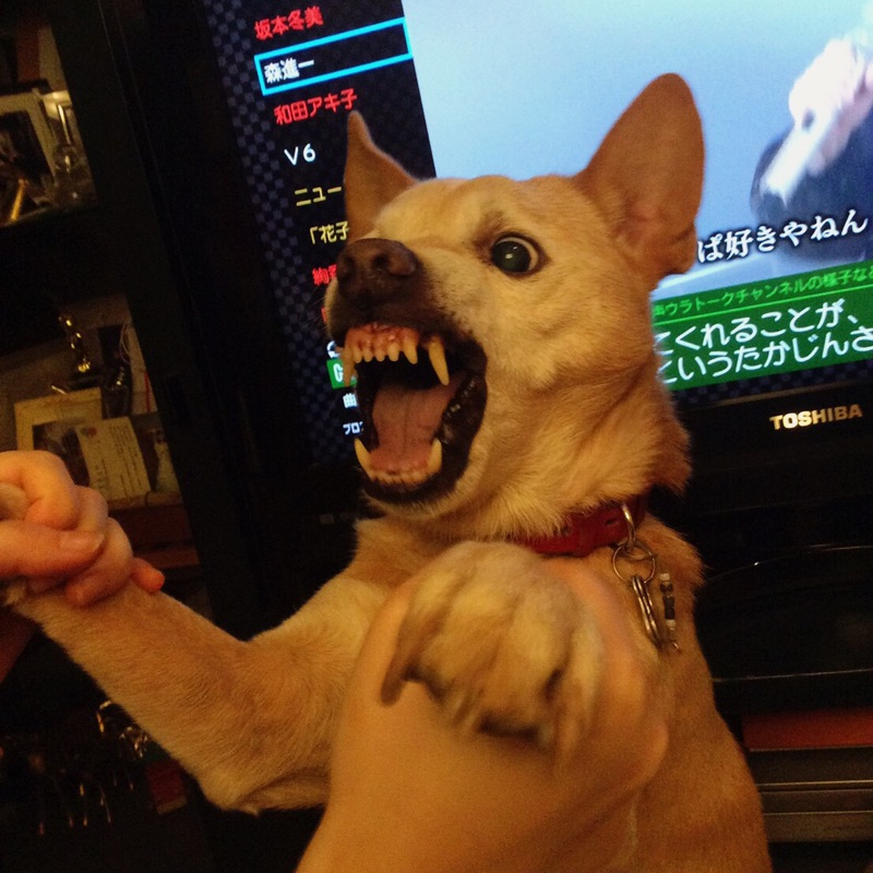 放浪カモメはどこまでも行く