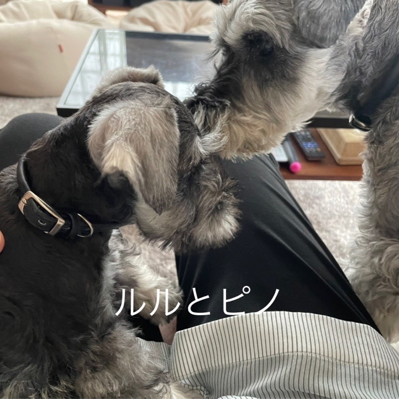 ゆみゆみ