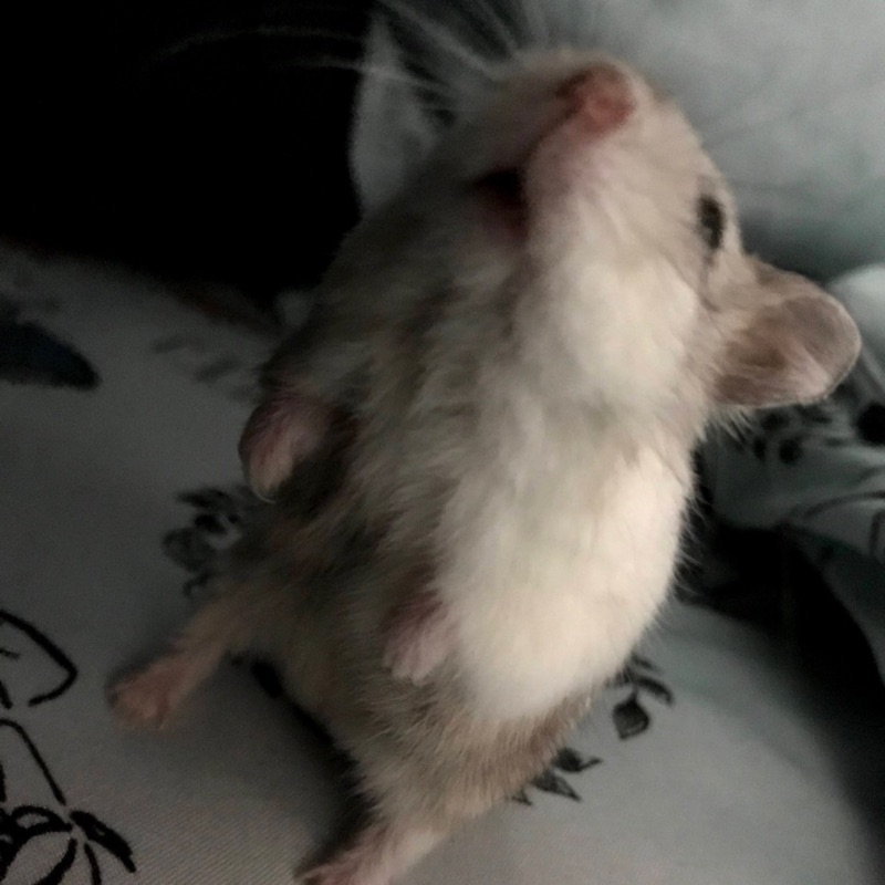 こったん