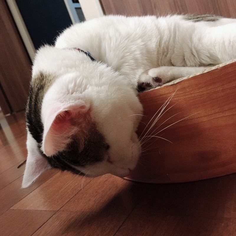 松下あかね