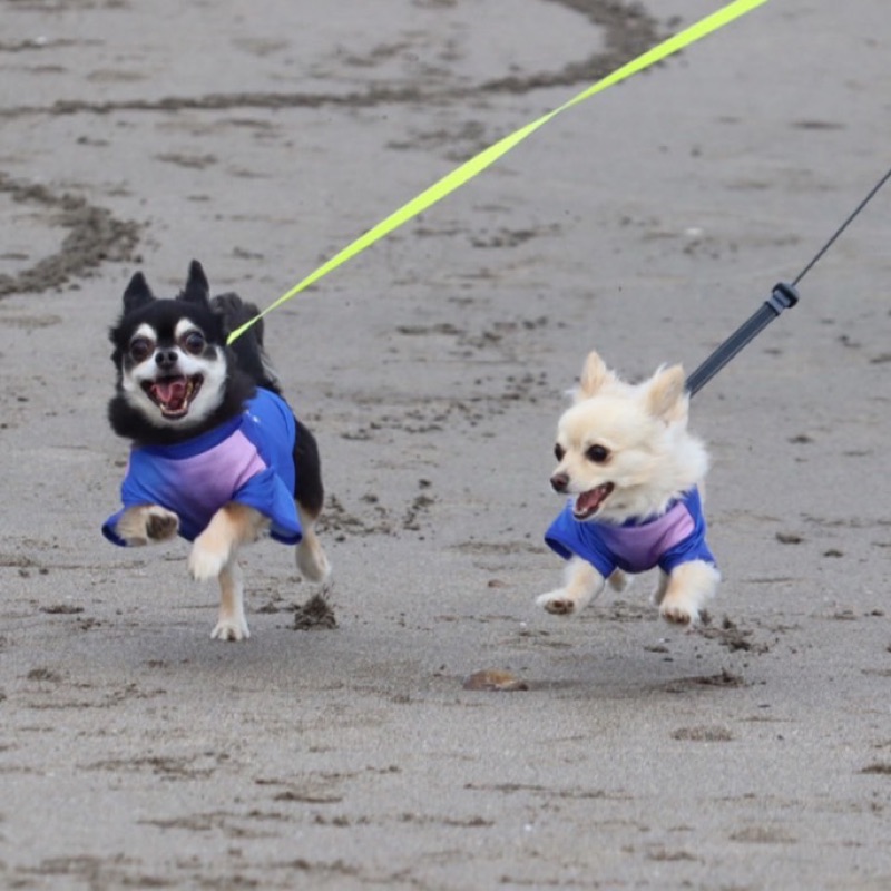 かんぺ