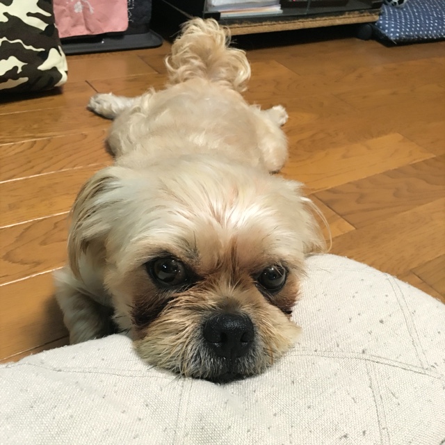 はっしー