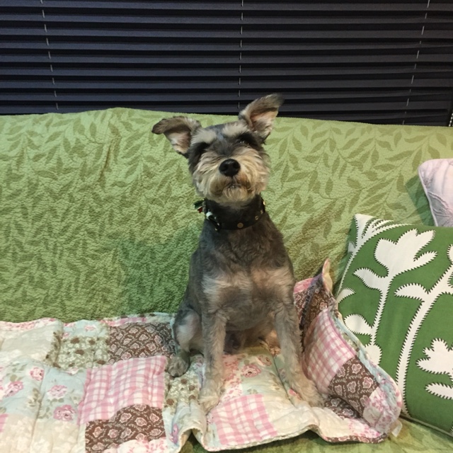 中西ひとみ
