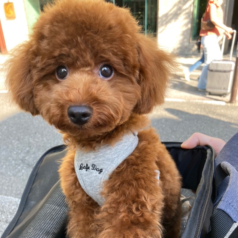 村上理香子