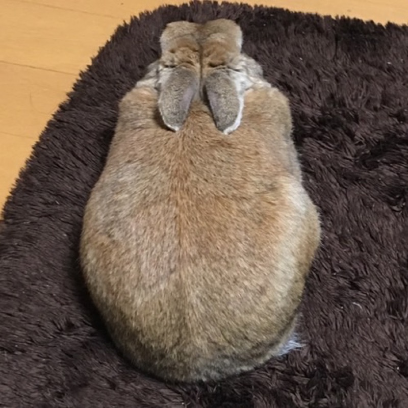 ちゃんえび