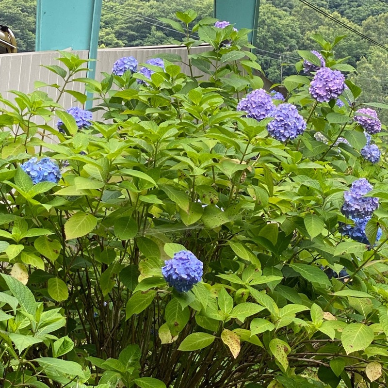 仲村みゆき