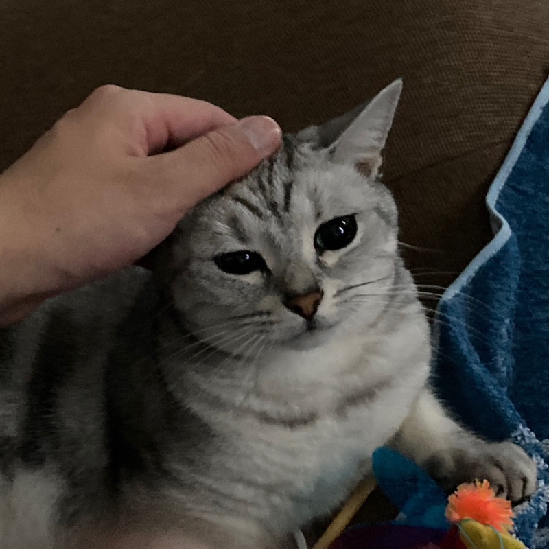 ねこかん