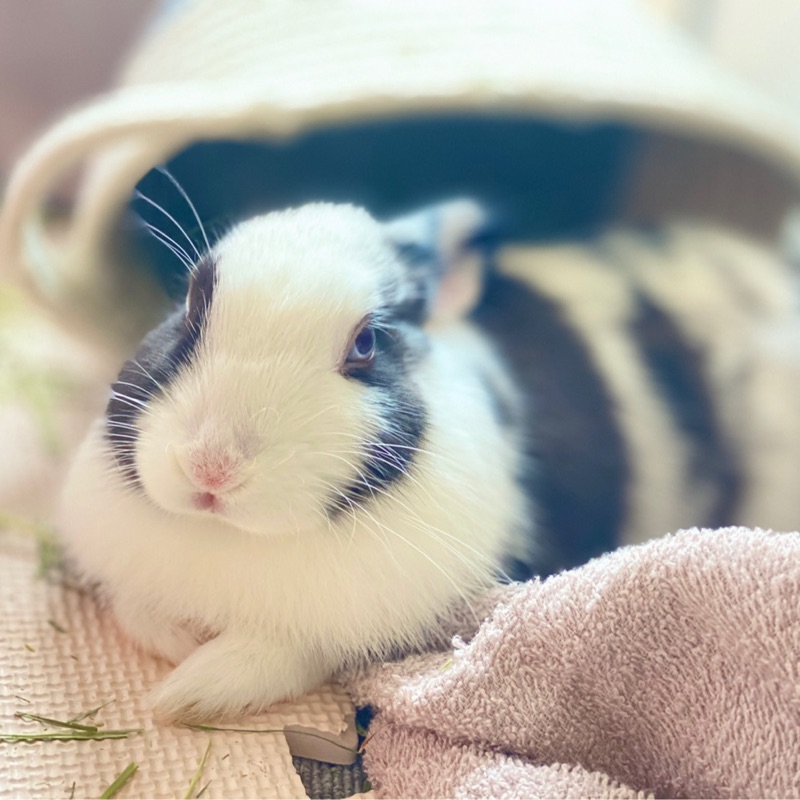 はと