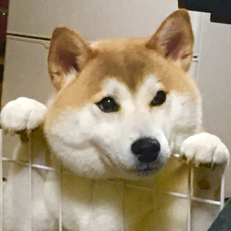 木村真弓