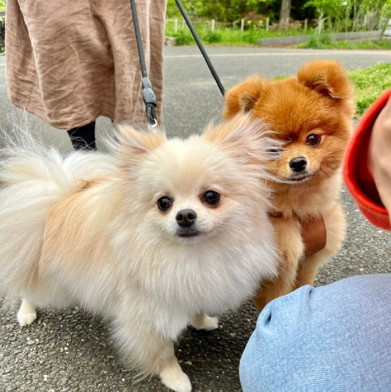 岩下ハンナ