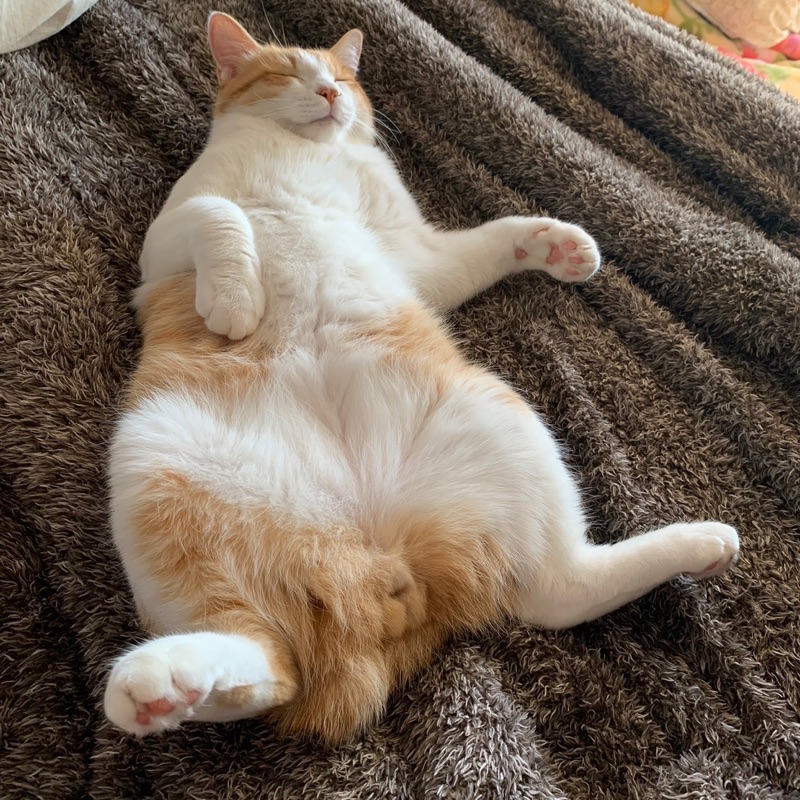 栞
