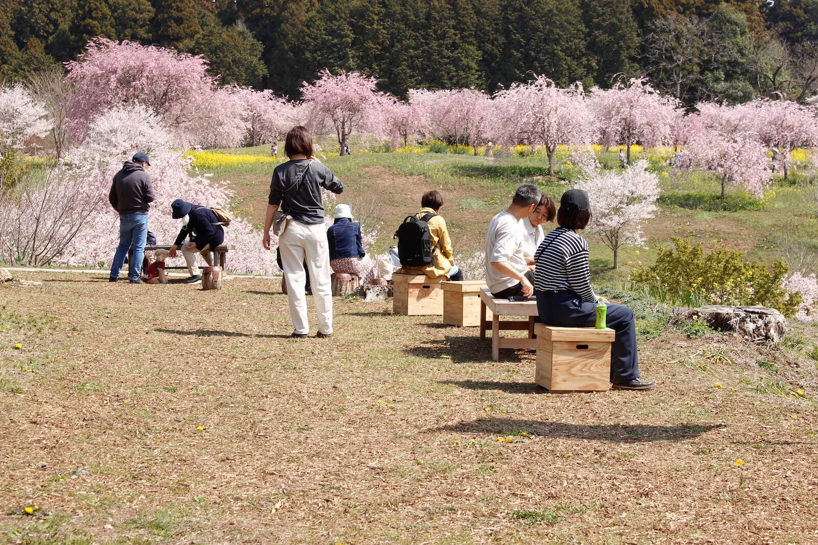 〝箱ベンチ〟に座りながら桜を眺める来場者