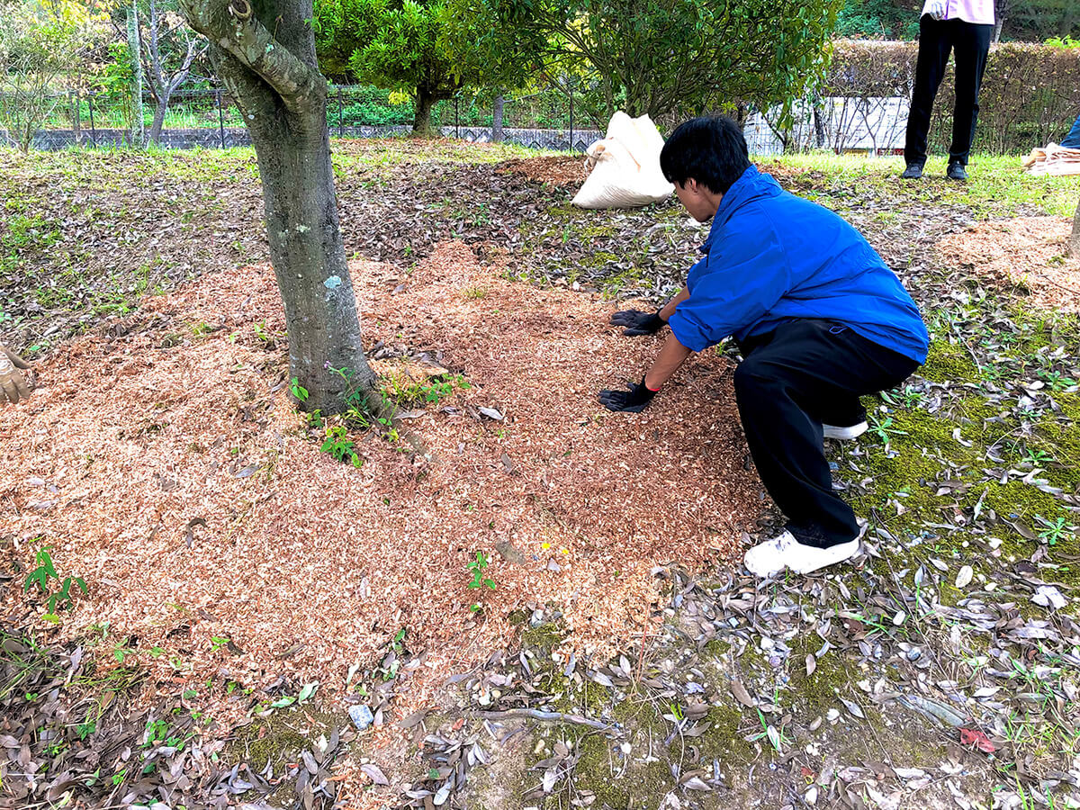 チップでマルチングをする様子