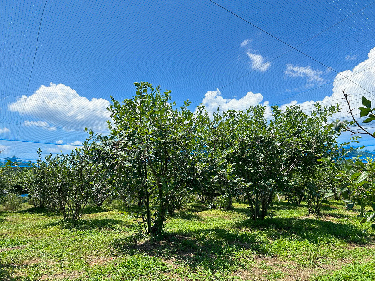 収穫最盛期のブルーベリー農園