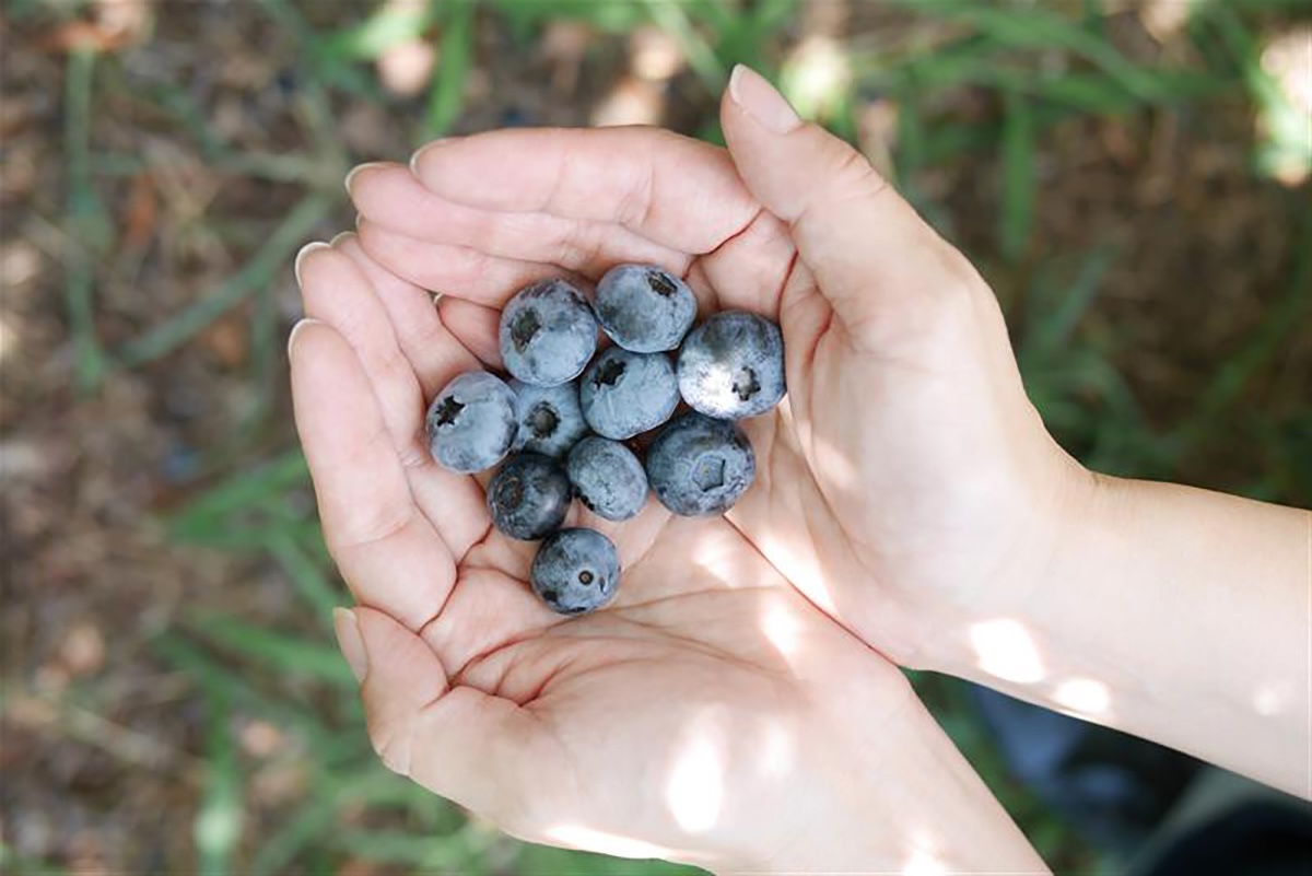 収穫したてのブルーベリー