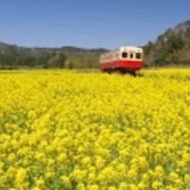 石神の菜の花畑 まちクエスト