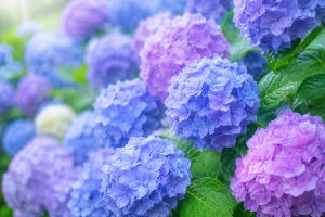 image0.png