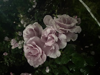 IMG_3971.jpeg
