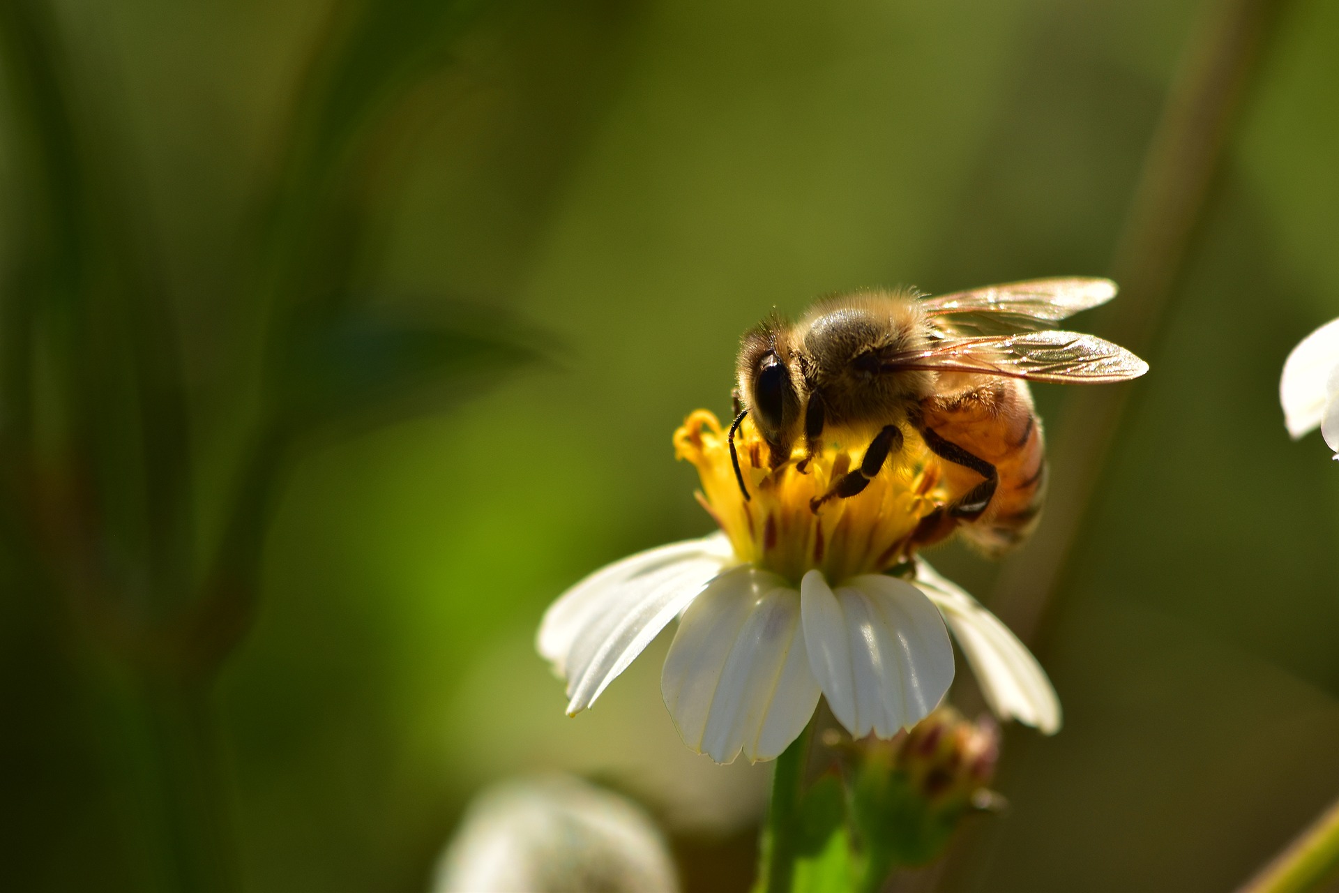 bee.jpg
