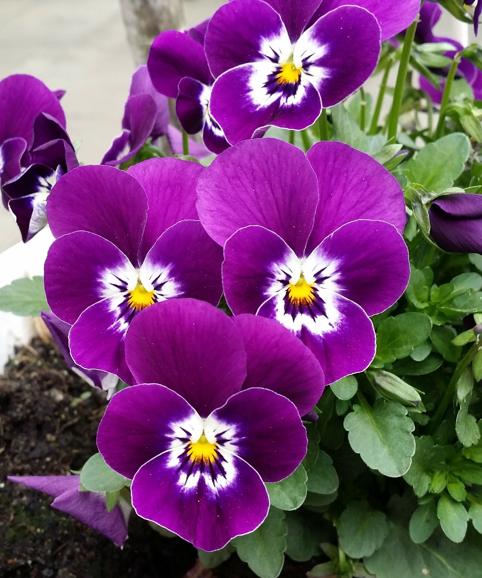pansy-PURPLE.jpg