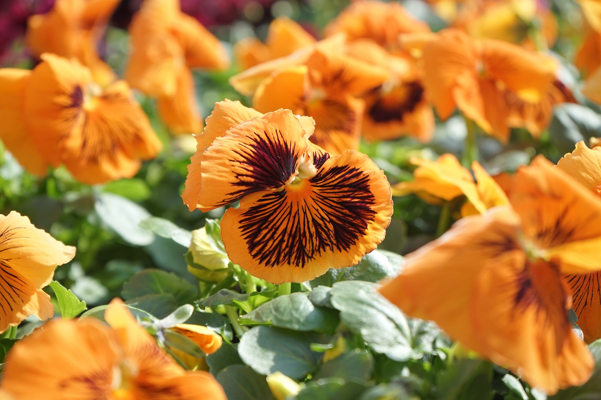pansy-apricot.jpg