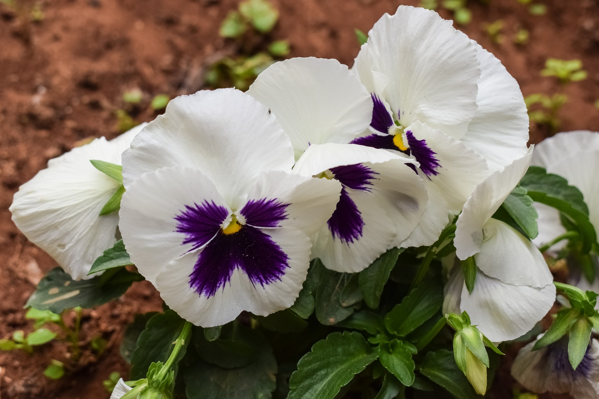 pansy-white.jpg