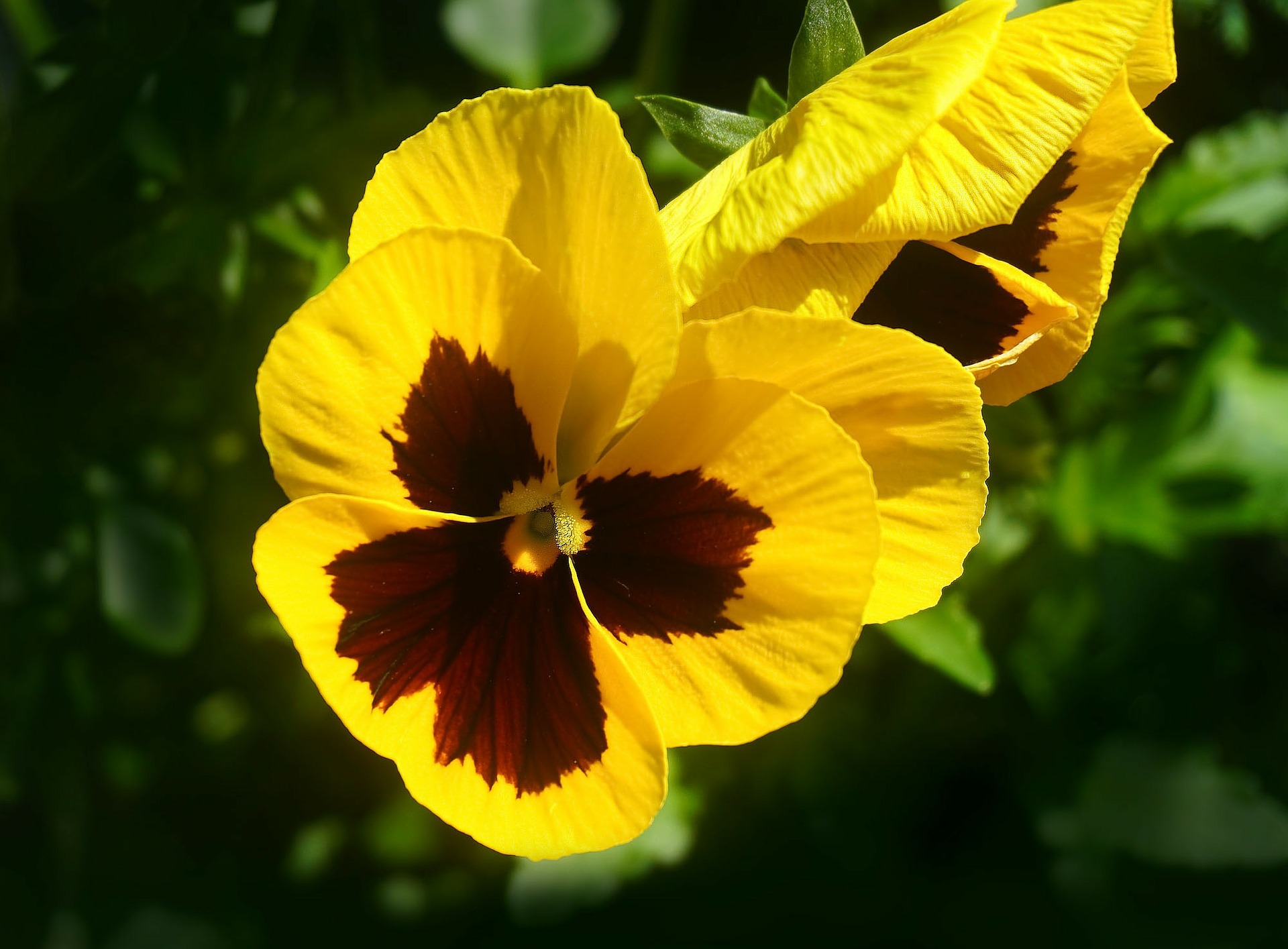 pansy-yellow.jpg