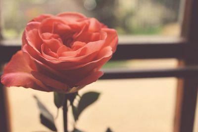 真実の愛とは。真実の愛を見分ける方法と手に入れる方法