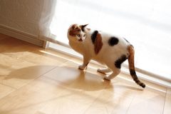 Small cat hp 1878