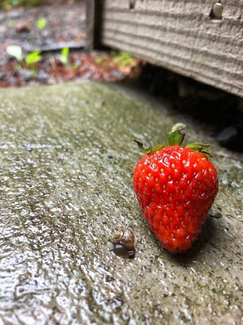 小さなお客様4