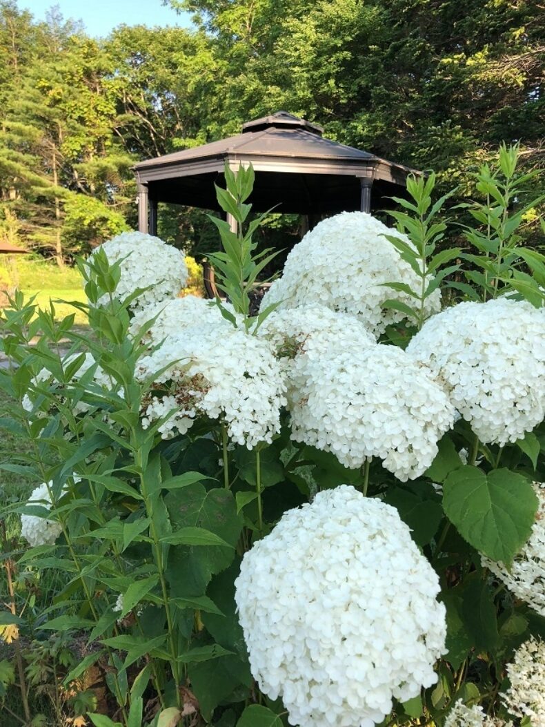 夏の贅沢1