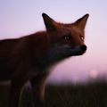 y_abiko@mstdn.tokyocameraclub.com