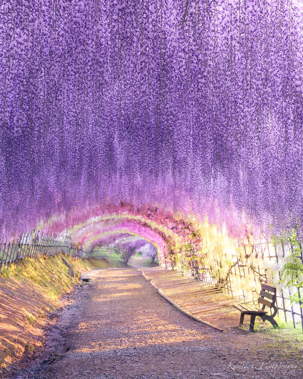 河内藤園 東京カメラ部