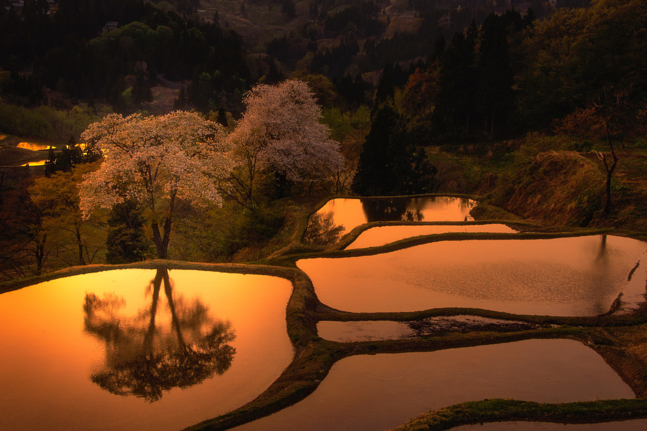 Koki Ueda 新潟県十日町市 儀明の棚田の桜 Mstdn Tokyocameraclub Co 東京カメラ部 Koki Ueda 新潟県十日町市 儀明の棚田の桜 Mstdn Tokyocameraclub Co 東京カメラ部