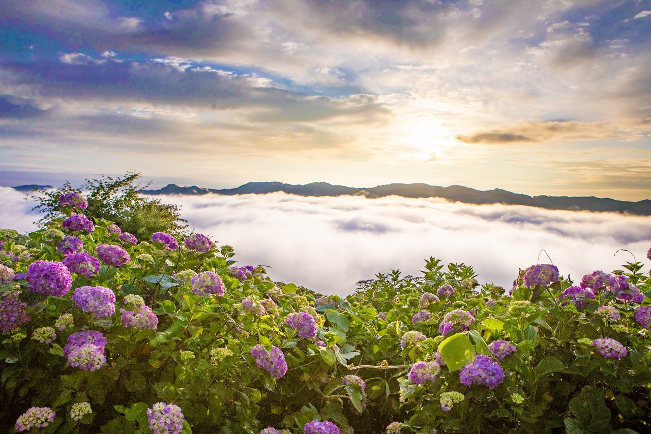 Yurie 0101 秩父の雲海 紫陽花 Tokyocameraclub Mstdn Tokyoca 東京カメラ部 Yurie 0101 秩父の雲海 紫陽花 Tokyocameraclub Mstdn Tokyoca 東京カメラ部