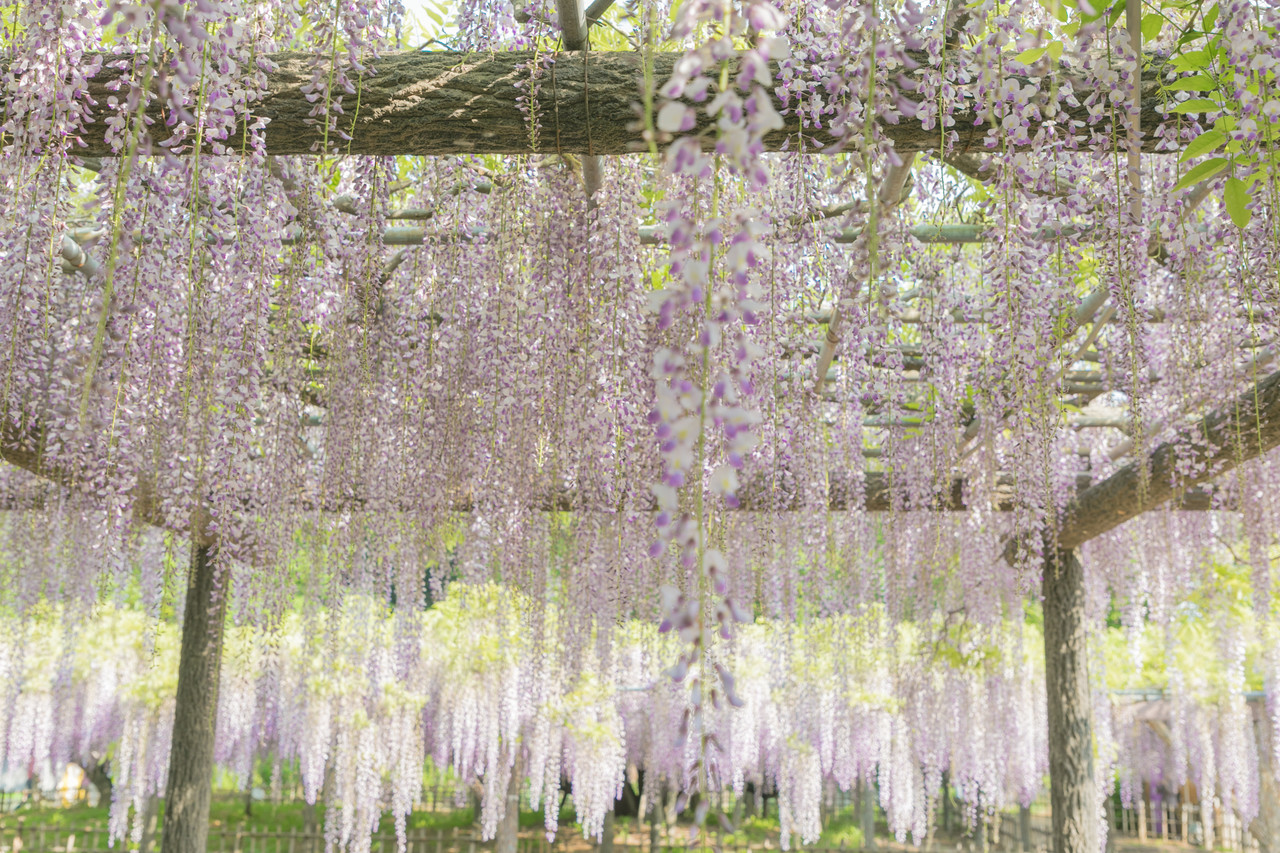 騎西藤まつり 東京カメラ部