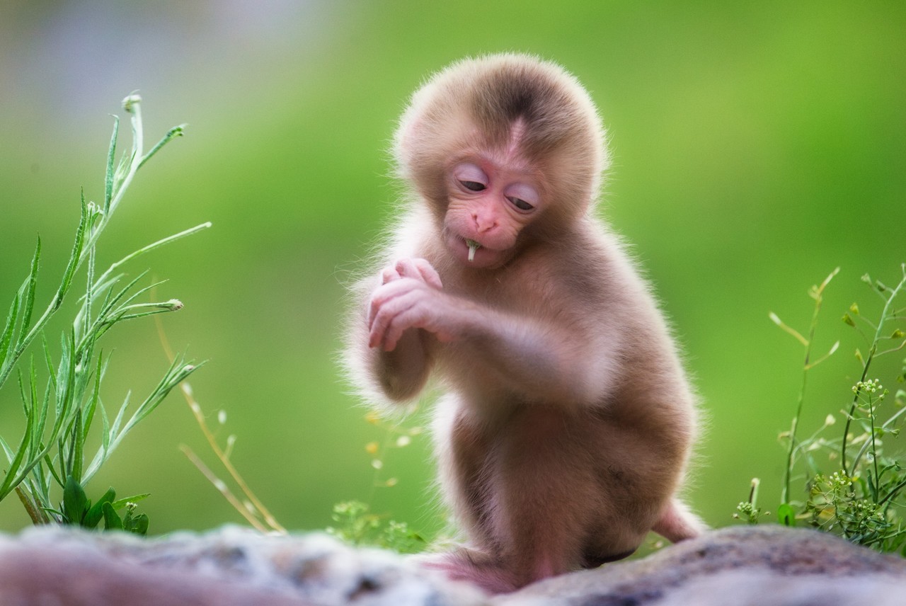 Liminhao ひとりぼっち Tokyocamerabu 東京カメラ部 子猿 Monkey 東京カメラ部