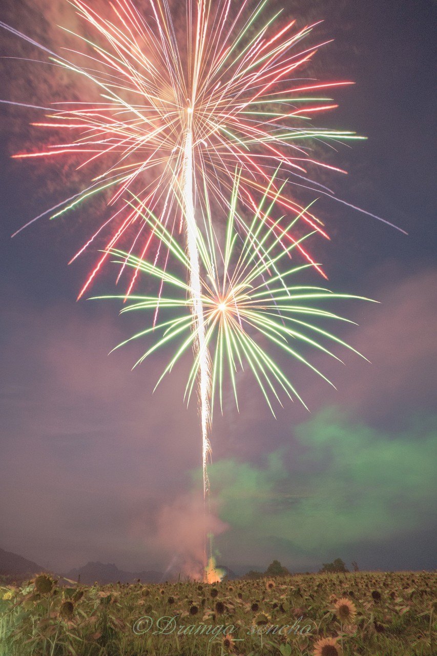 Dreamgo Sencho ひまわり畑の花火大会 富岡市 丹生湖 ひまわり 東京カメラ部 Tokyocamera 東京カメラ部