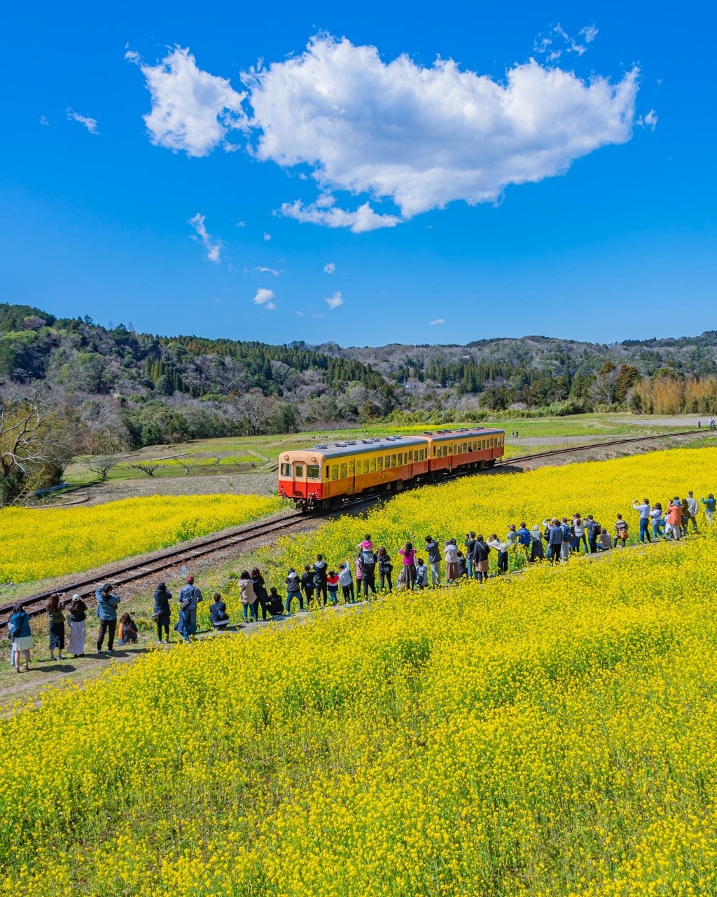 Tsumizo 石神の菜の花畑 小湊鉄道 Tokyocameraclub 東京カメラ部