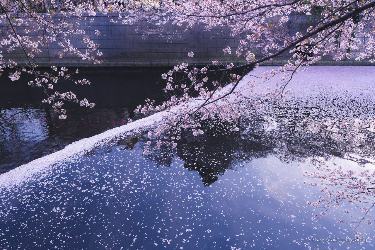 灰桜色に花筏の紬 銀座【A-4187】大島紬 灰桜色 幾何文:身丈157.5/裄65.5/細め - 銀座