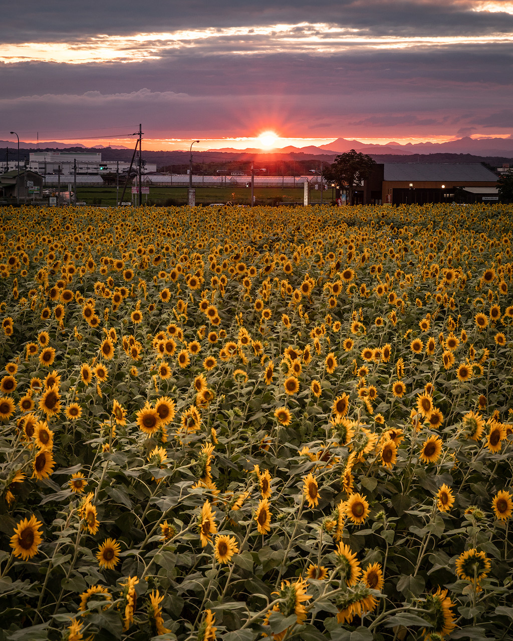 Hachiya San Tokyocameraclub 兵庫県 ひまわりの丘公園 向日葵 Mstd 東京カメラ部