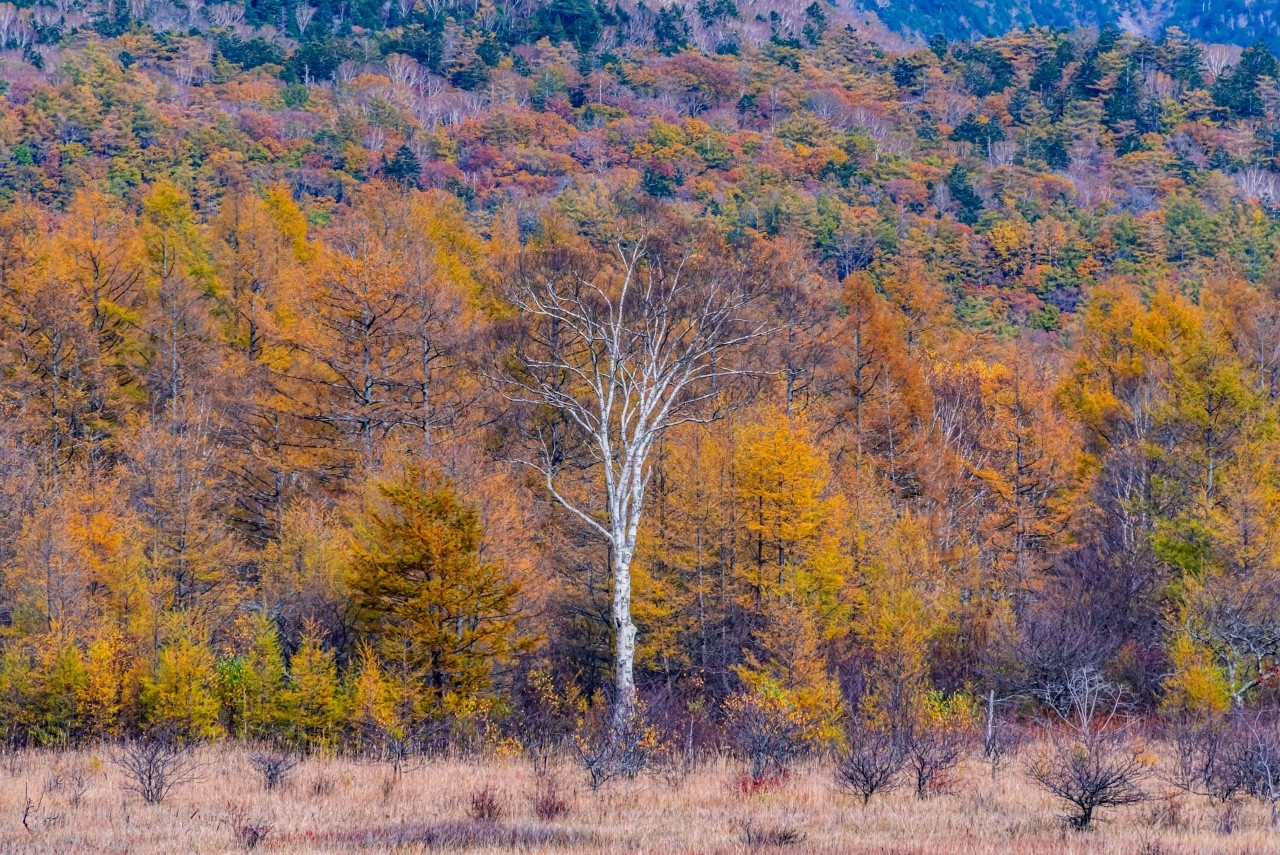 Tsumizo 小田代ヶ原 日光 貴婦人 Tokyocameraclub 東京カメラ部