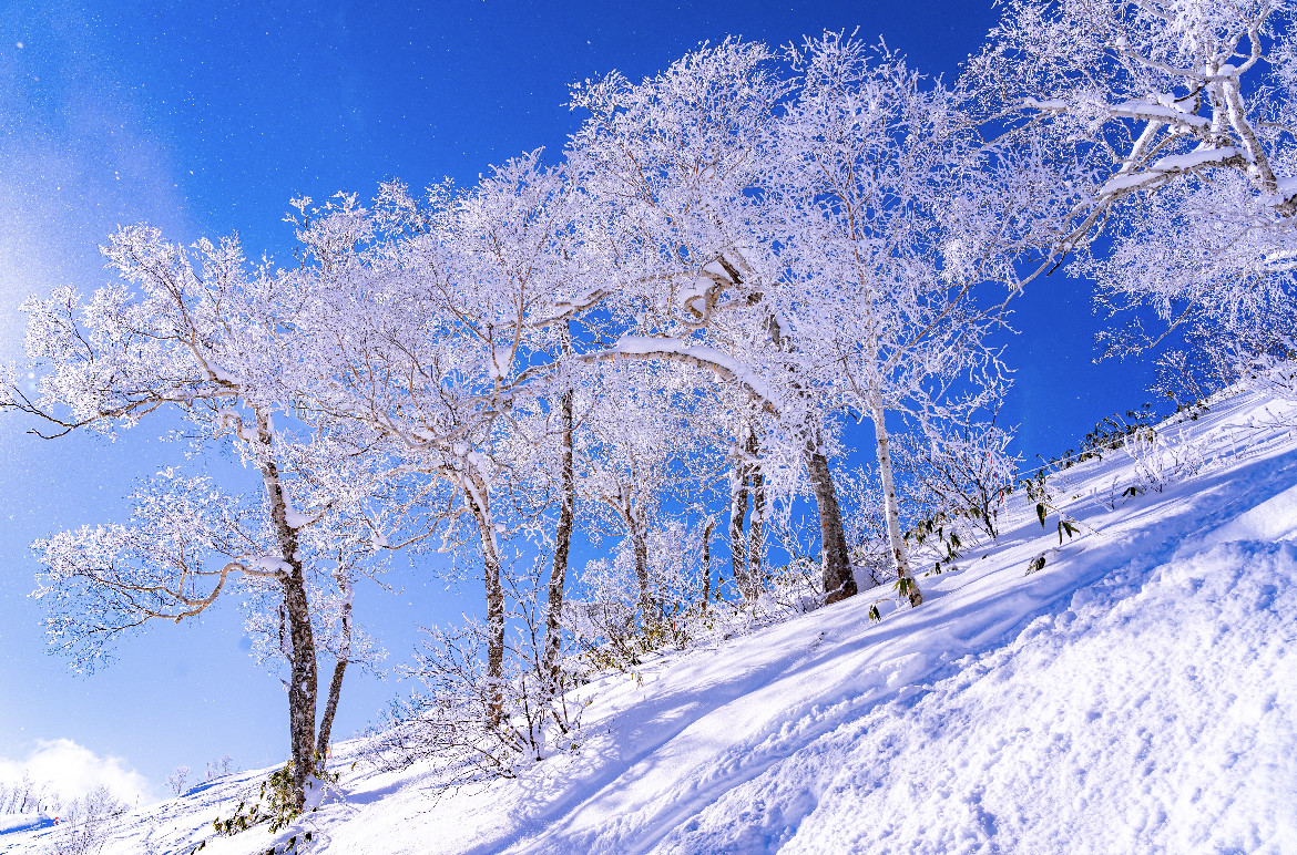 霧氷 東京カメラ部