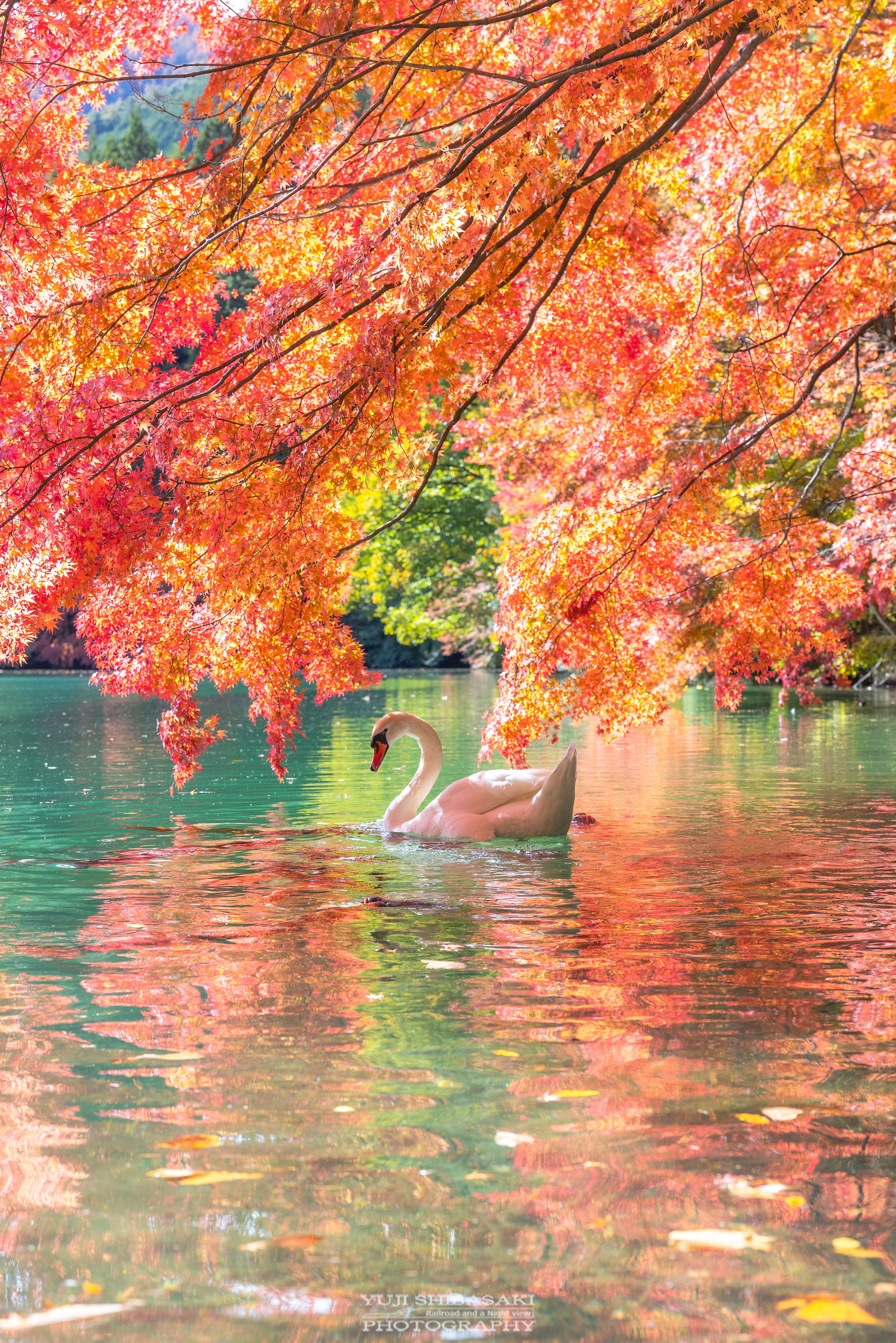 Sorry, no caption provided by author