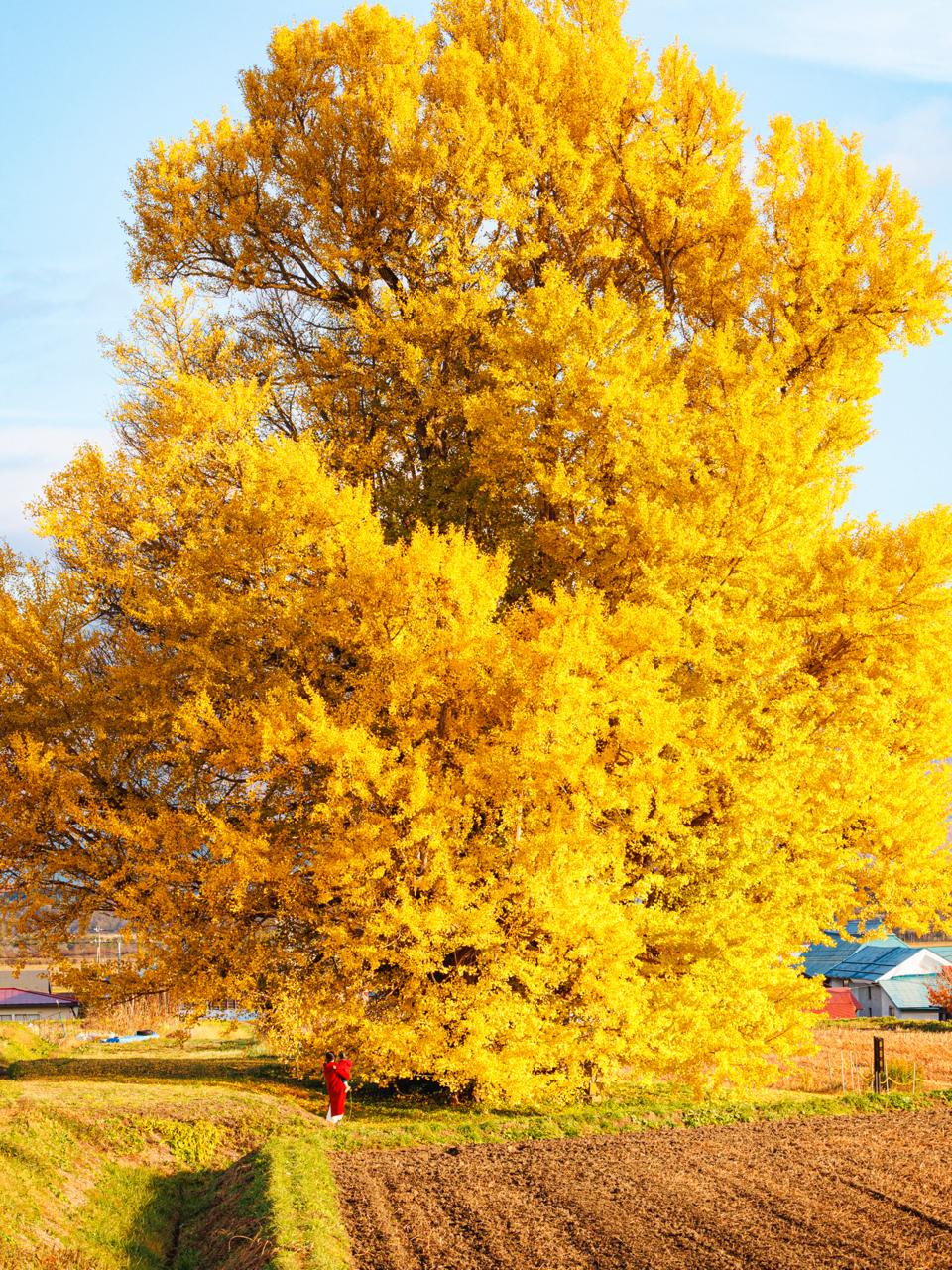 Sorry, no caption provided by author