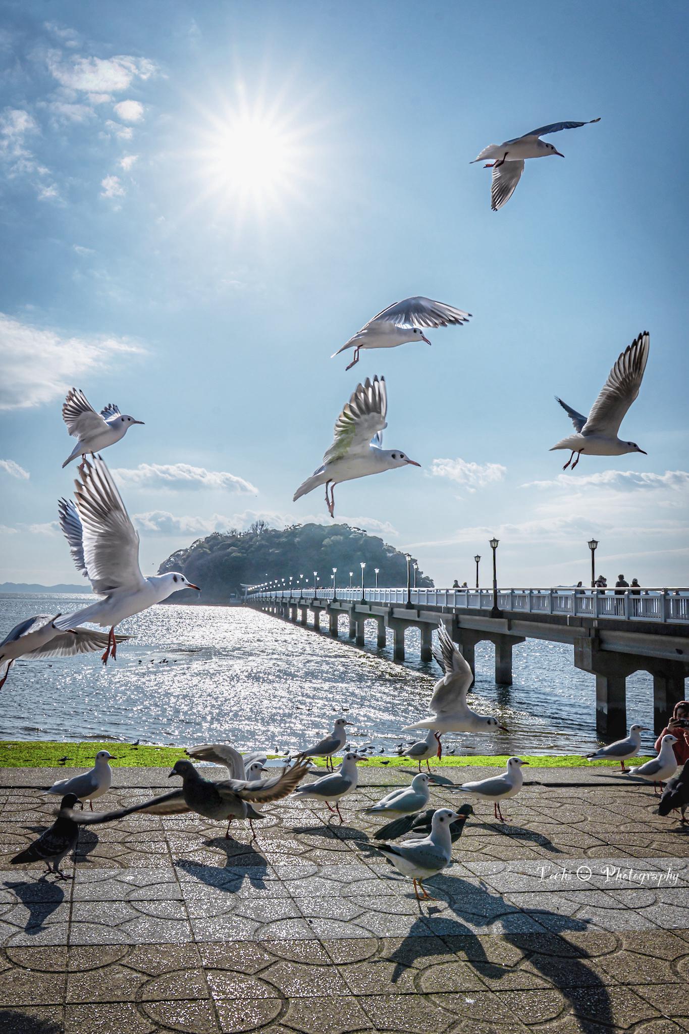 Sorry, no caption provided by author