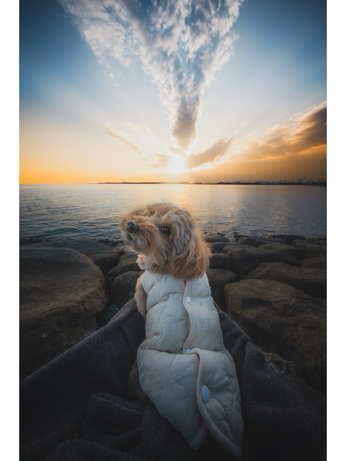 Sorry, no caption provided by author