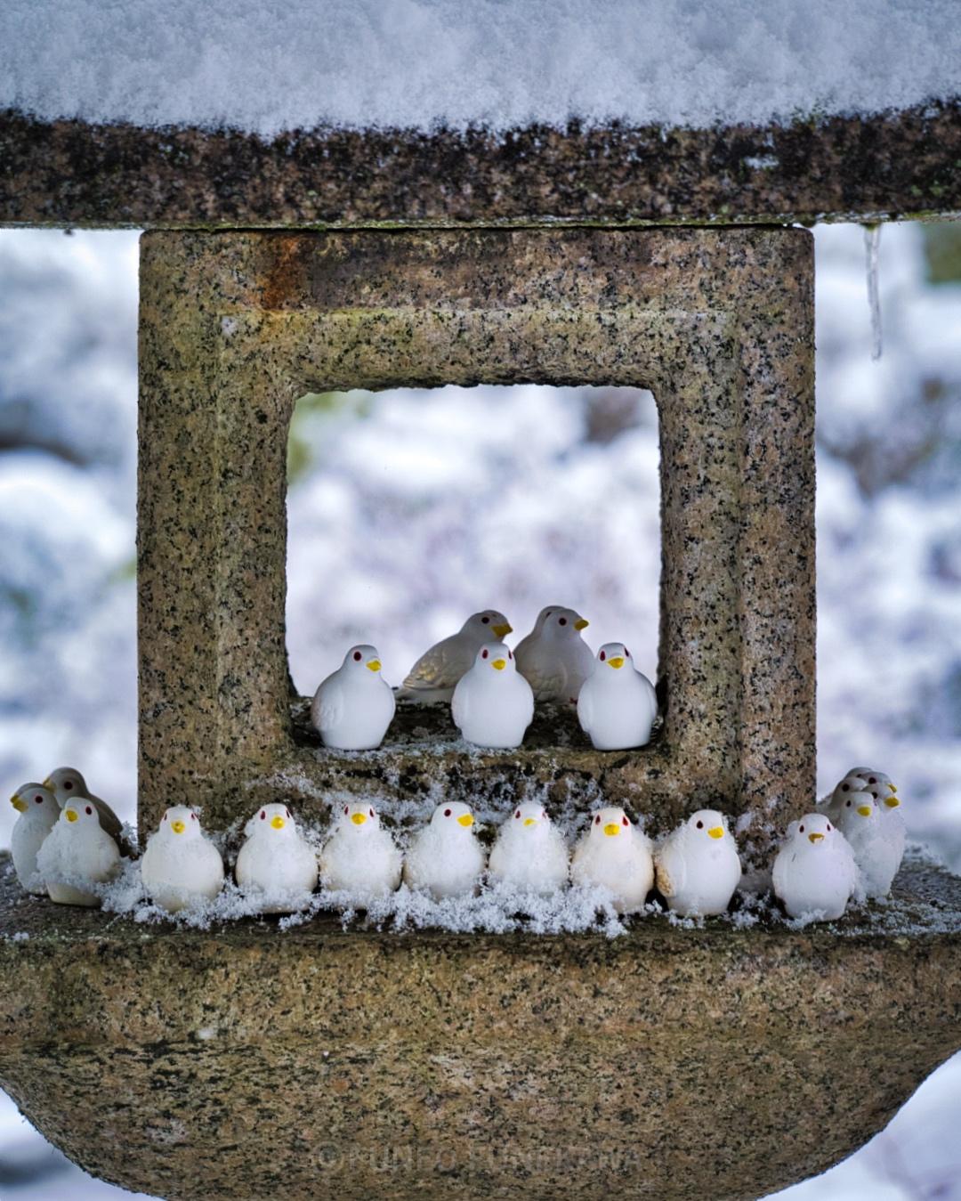 雪の日の京都のハトの神社