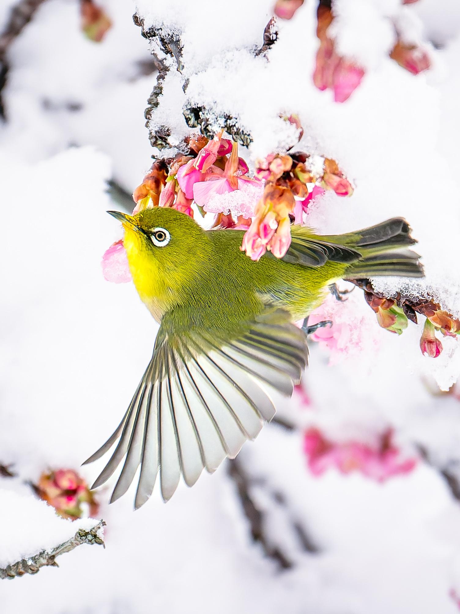 Sorry, no caption provided by author